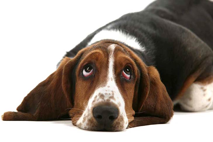 Dog Constipation: Causes, Diagnosis 