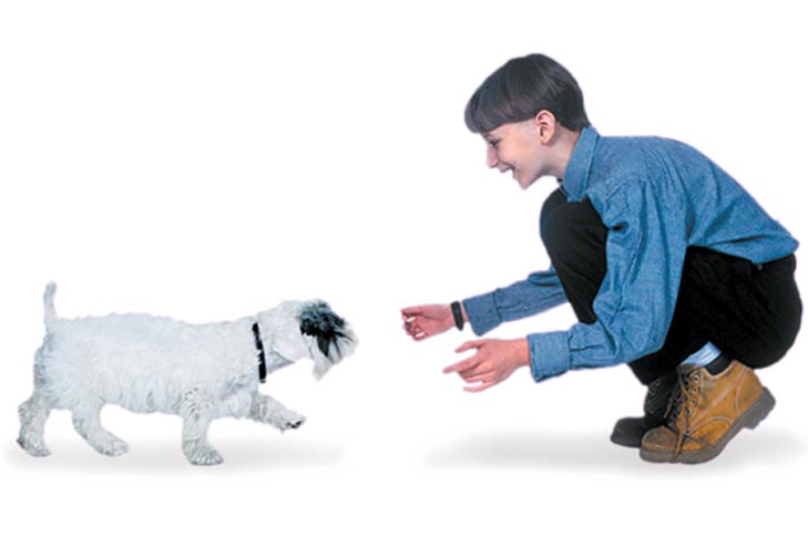Teach Your Puppy These 5 Basic Commands