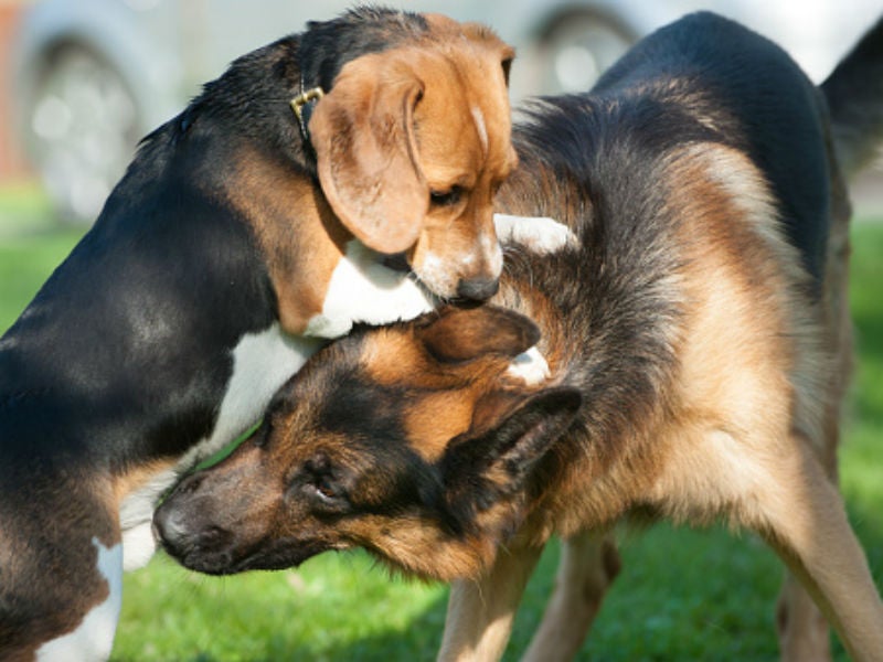 how to stop dogs fighting for dominance