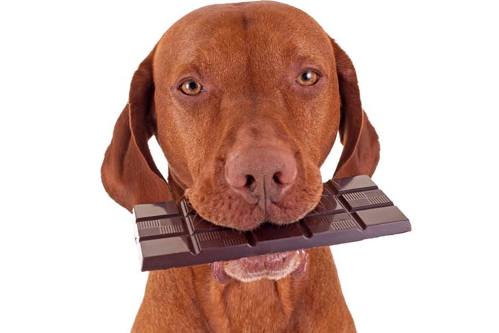 Is white chocolate bad for dogs?