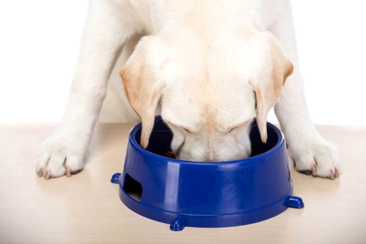 the best large breed puppy food