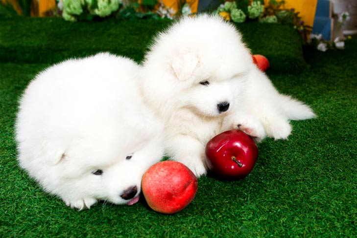 Can Dogs Eat Apples? Can Dogs Have 