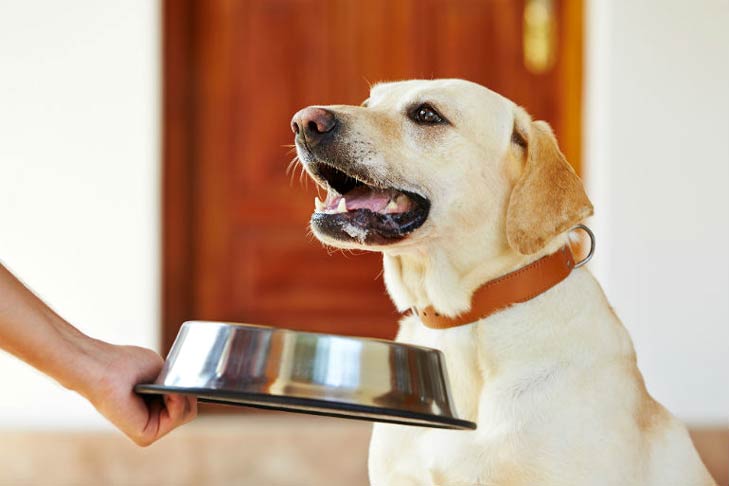 Best Dog Food for Sensitive Stomachs - American Kennel Club