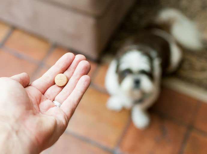 Does tramadol cause gas in dogs