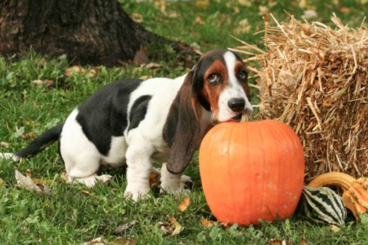 how much pumpkin to give a puppy with diarrhea