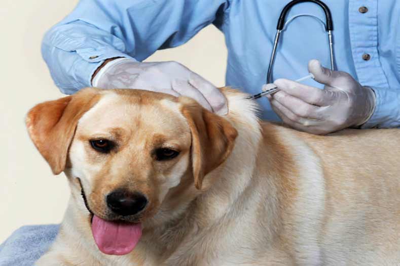 Can Vaccinated Dogs Get Kennel Cough 