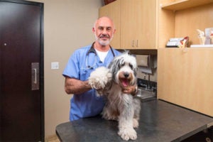 THE AMERICAN KENNEL CLUB APPOINTS DR. JERRY KLEIN CHIEF VETERINARY OFFICER