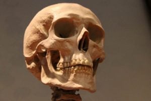 Public Education Educator Resources Anatomy and Physical 9-12 Skull