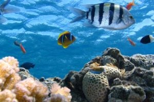 Public Education Educator Resources Animal Habitats K-2 Fish