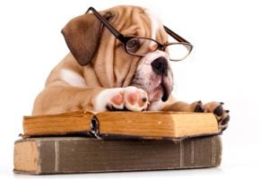 Public Education Educator Resources Bulldog Puppy Books