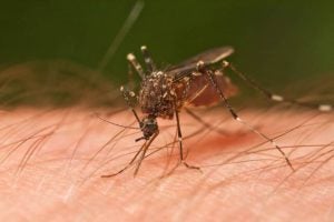 Public Education Educator Resources Parasitism 3-5 Mosquito