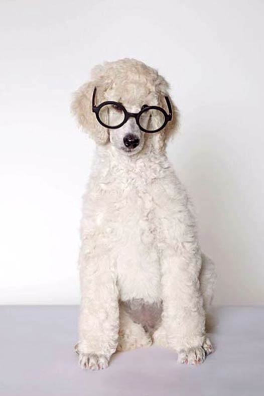AKC Breeder Spotlight Oksana Fagenboym Rock 'N Rolla Poodles Poodle in Glasses