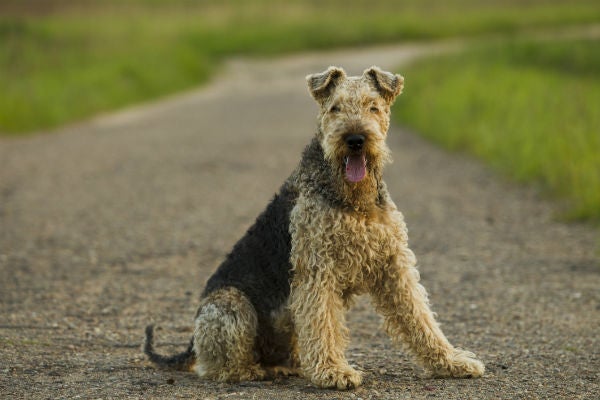 airedale_king_of_terriers