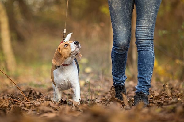 beagle-training-walk