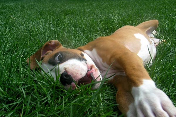 boxer-pup-in-grass