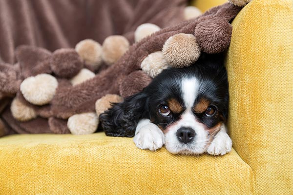 What to bring with your dog to Sumter Pet Sitters is very important.  A familiar toy or blanket will help a dog to feel at home.