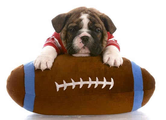 football-puppy-body.jpg