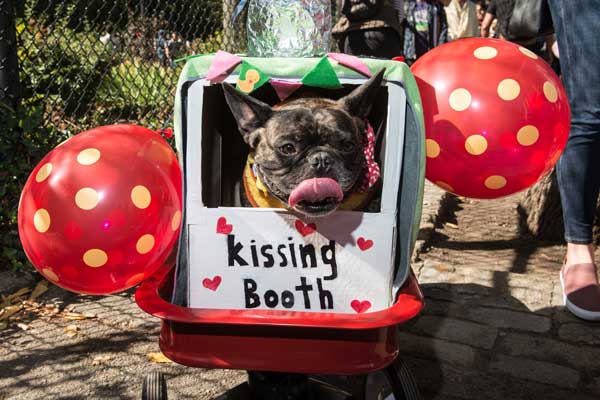 frenchie-kissing-booth