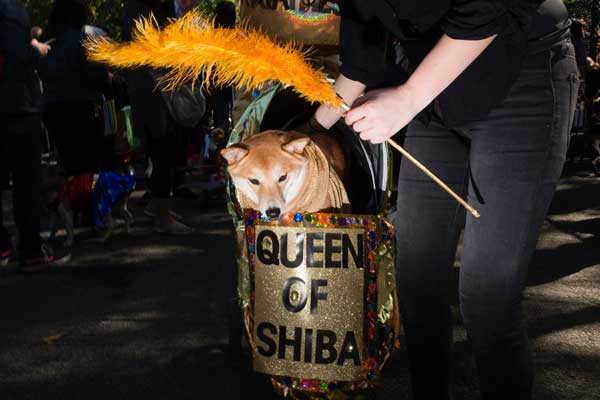queen-of-shiba