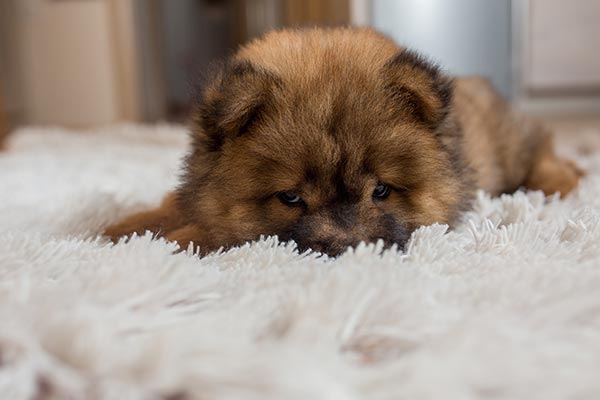 tired-chow-puppy