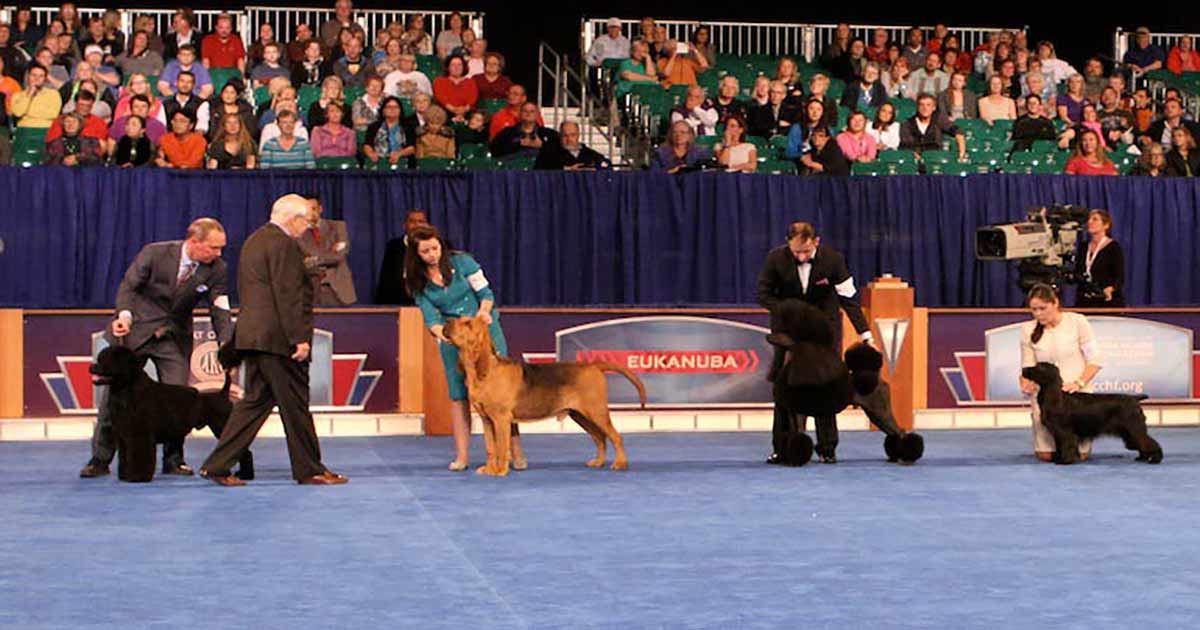 Undertrykke Mangler Association Judging Program Now Available for 2015 AKC/Eukanuba National Championship  Dog Show Dec. 12-13 – American Kennel Club