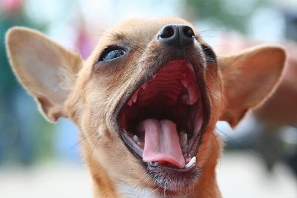 chihuahua-yawning-closeup-body