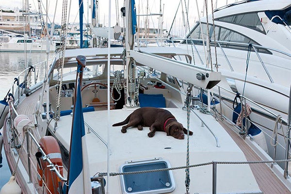 chocolate-lab-asleep-on-boat-approved