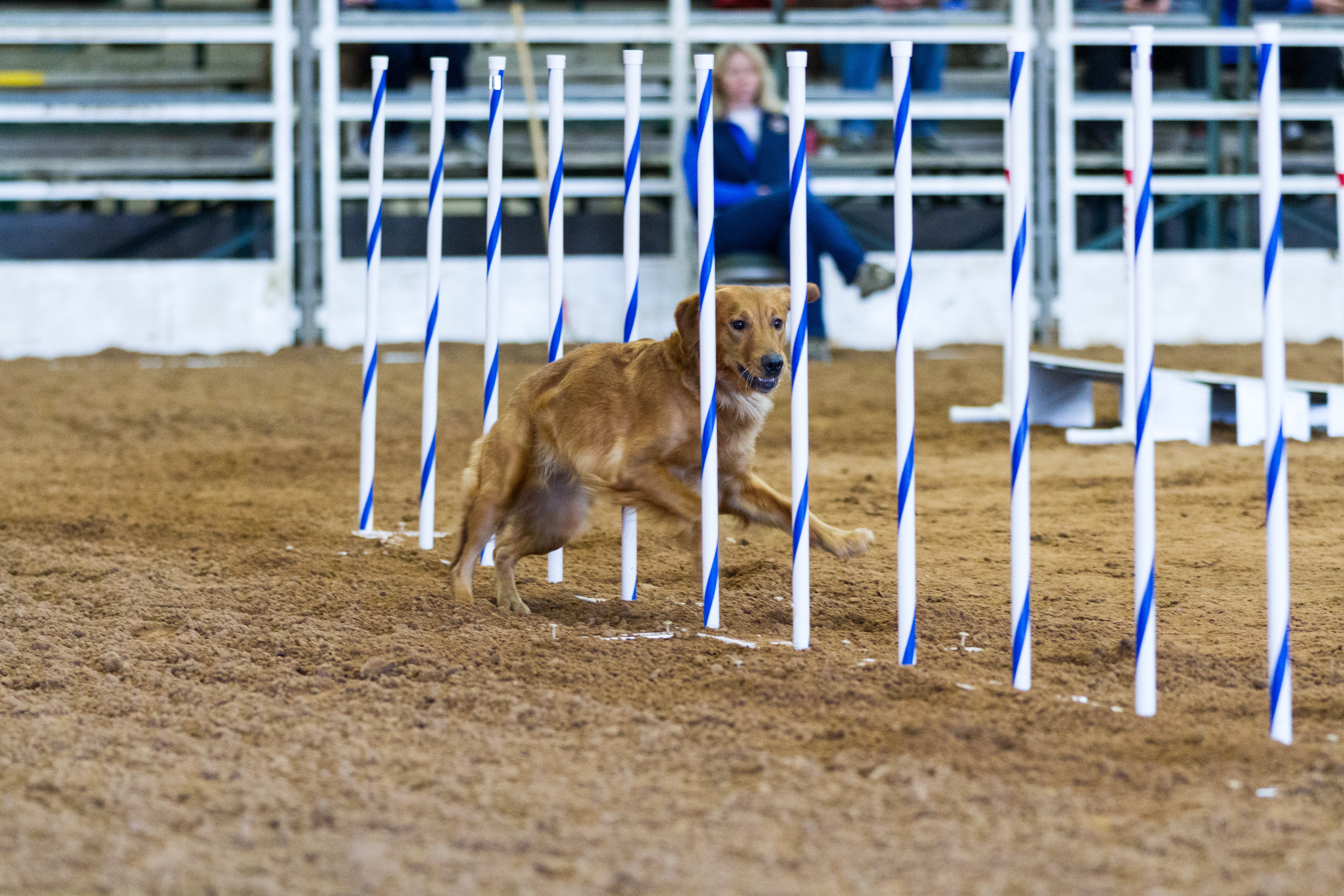 Dog Agility Competition FAQ What You Should Know About the Sport