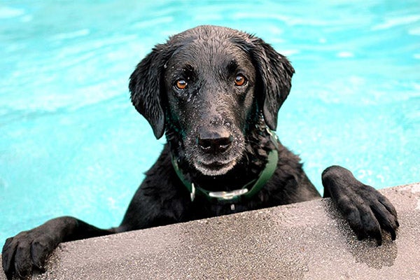 lab-black-in-pool-swimming-approved