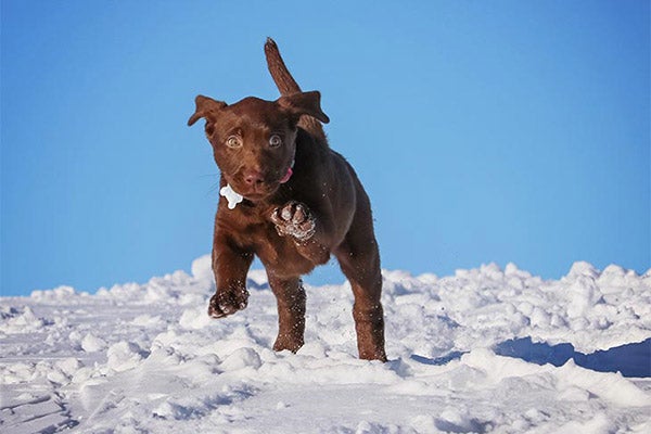 lab-chocolate-puppy-in-snow-approved