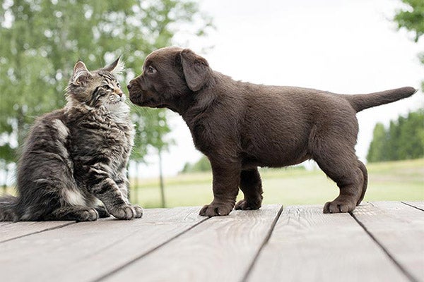 lab-chocolate-puppy-with-kitten-curious-approved