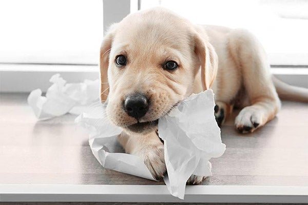 lab-puppy-chewing-toilet-paper-approved