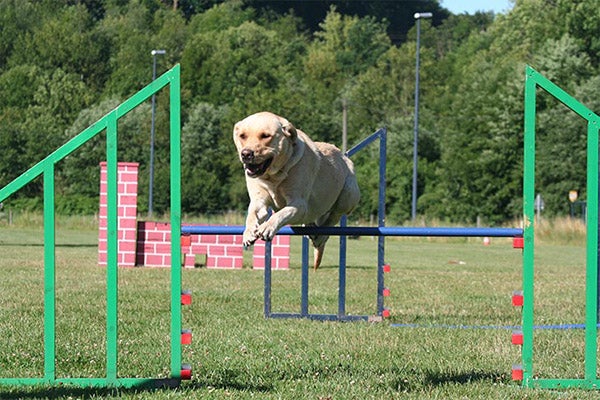 lab-yellow-agility-bar-jump-approved