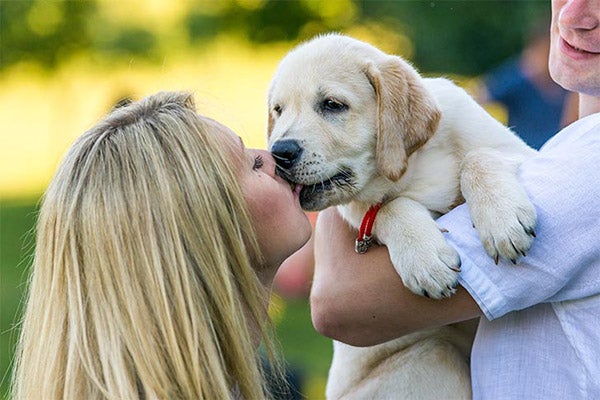 lab-yellow-puppy-kisses-approved