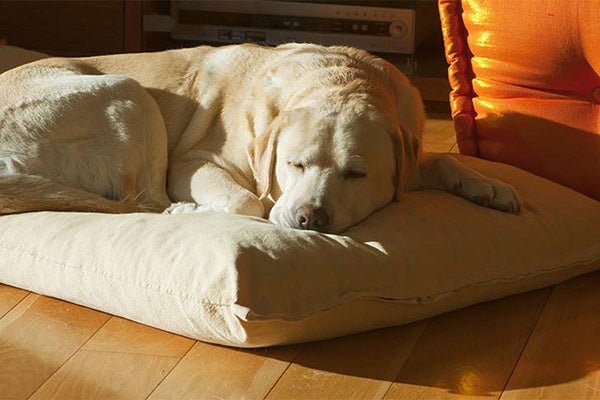 lab-yellow-sleeping-on-floor-pillow-approved