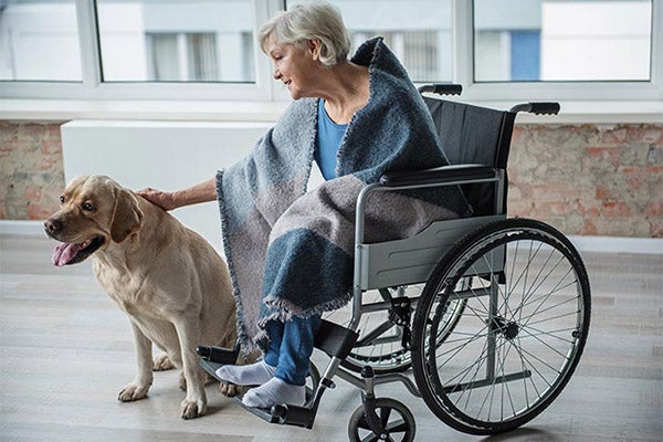 lab-yellow-therapy-dog-woman-in-wheelchair-approved
