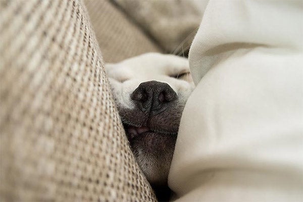 labrador-asleep-in-couch-closeup-approved
