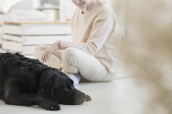 labrador-black-companion-therapy-dog-to-woman-body