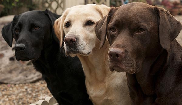 labradors-three-colors-closeup-approved-approved