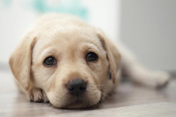 yellow-labrador-puppy-sweet-face-approved