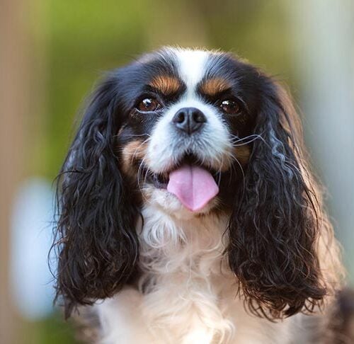 7 Things To Know Cavalier King Charles Spaniels – Kennel Club
