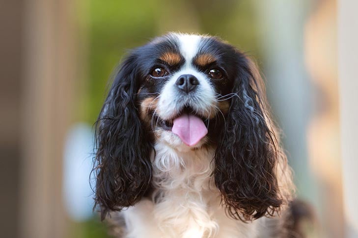 7 Things To Know About Cavalier King Charles Spaniels – American Kennel Club