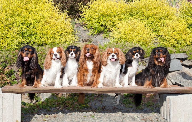 are there two types of king charles spaniel
