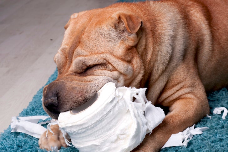 why is my dog eating tissues