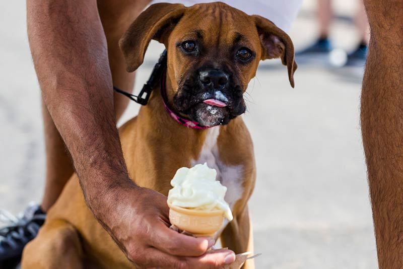 is dairy queen ice cream good for dogs