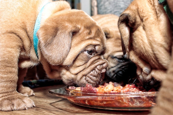 can dogs eat raw meats