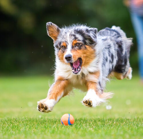 9 Fun Ways to Exercise Dogs When Owners Can't Be Active
