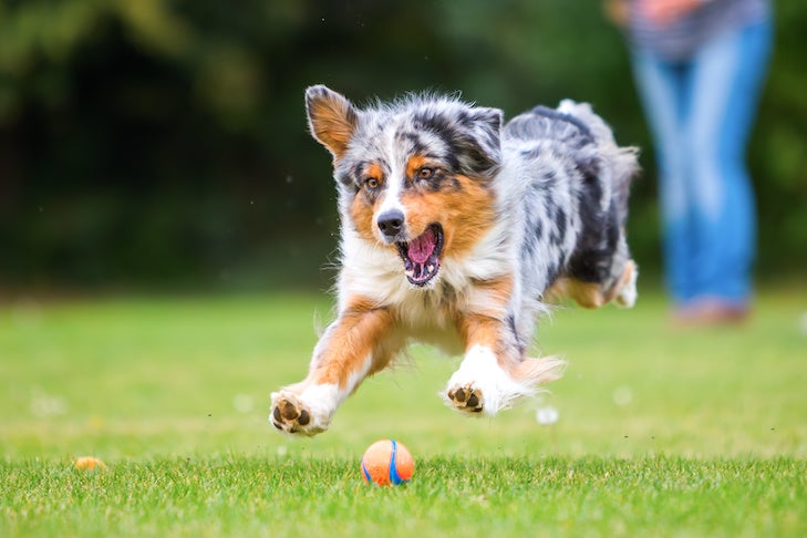 6 Easy Ways to Give Your Dog More Mental Stimulation