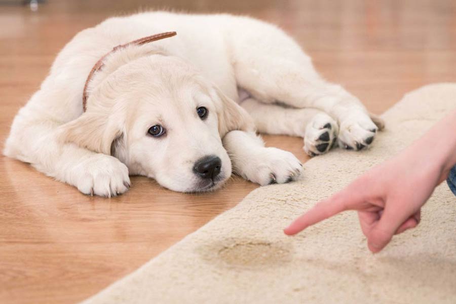 Puppy Potty Training Schedule A Timeline For Housebreaking Your Puppy