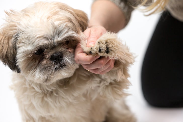 What can you cut dog’s nails with?